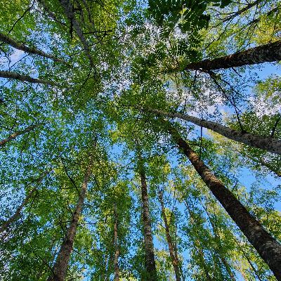 Nature’s Morning Calm: Relaxing Birdsong & Gentle Forest Ambience Nature’s Morning Calm: Relaxing Birdsong & Gentle Forest Ambience