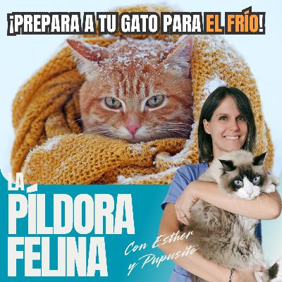 557. ¡Prepara a tu gato para el FRÍO! 557. ¡Prepara a tu gato para el FRÍO!