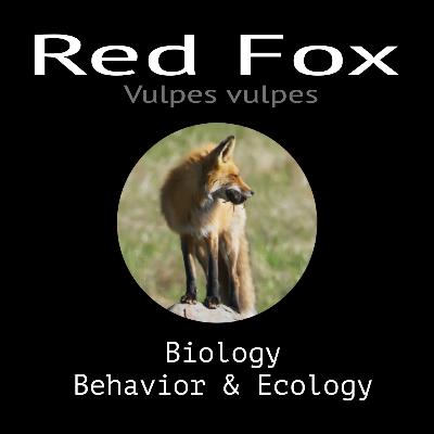 Red Fox - Biology, Behavior and Ecology
