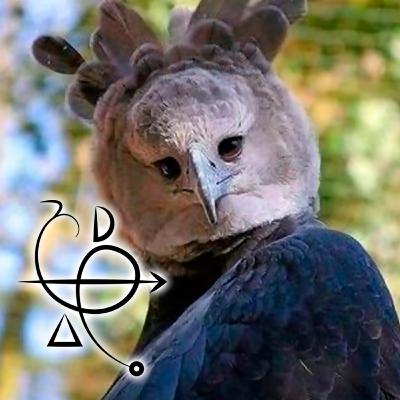 Brujas que se transforman en animales