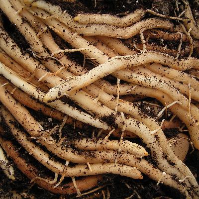 shatavar and its BENEFITS