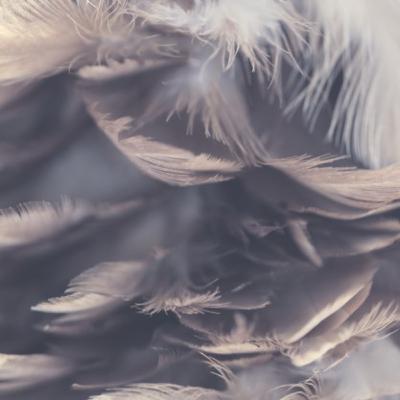 El Almohadón de Plumas, de Horacio Quiroga