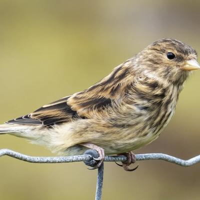 Wings and Bird Detectives: we take a look at BirdWatch Ireland’s membership magazines