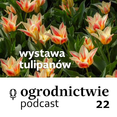 #022 wystawa tulipanów - o ogrodnictwie #022 wystawa tulipanów - o ogrodnictwie