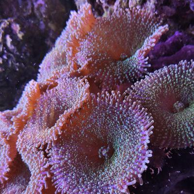 Ciclo del nitrógeno en el acuario marino