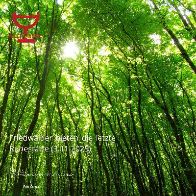 Die letzte Ruhestätte (3.11.2025)