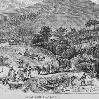 S8 Ep722: 9. Daniel Rood connects modern California cotton booms to historical plantation capitalism and labor exploitation. He explains how 17th-century sugar production in Barbados pioneered industrial agriculture, mass enslavement, and racialized labor concepts.