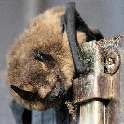 Animales de agricultura humana Animales de agricultura humana