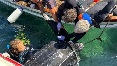 Rescaten una tortuga marina "llaüt" al port de Colera