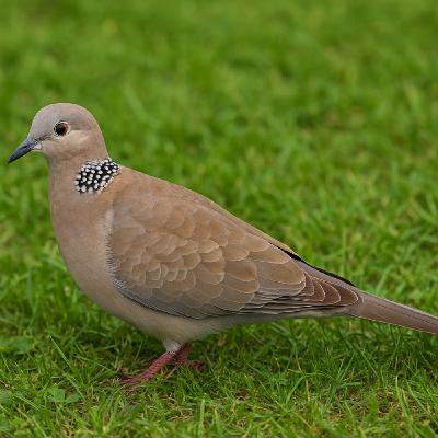 EP033-身形肥胖的珠頸斑鳩及鴿子