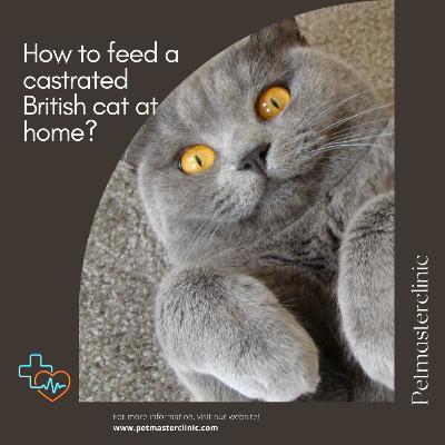 How to feed a castrated British cat at home?