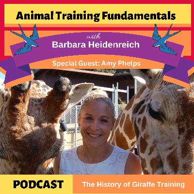 38 - The History of Giraffe Training with Amy Phelps 38 - The History of Giraffe Training with Amy Phelps