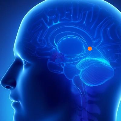 5:Conferenza LA GHIANDOLA PINEALE: IL PORTALE DELL'ANIMA - Luca Ronchi 5:Conferenza LA GHIANDOLA PINEALE: IL PORTALE DELL'ANIMA - Luca Ronchi