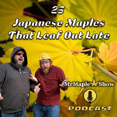 25 Japanese Maples That Leaf Out Late | MrMaple Show Podcast