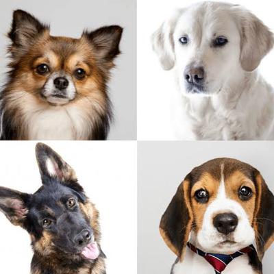 No me gusta rescatar perritos de raza.