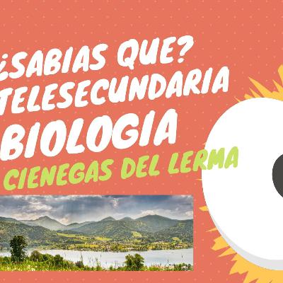 Ciencias_Biología: Las ciénegas de Lerma