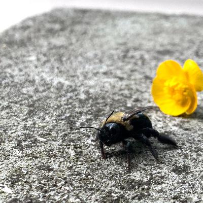 Blankets - Cant Help Falling In Love (elvis presley cover)