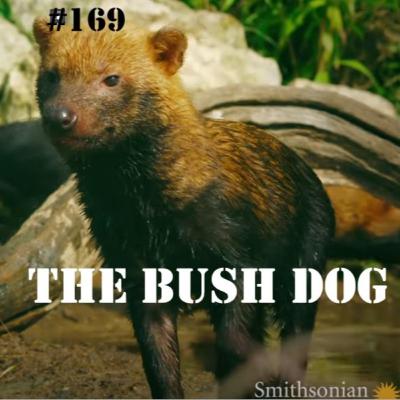 The Bush Dog