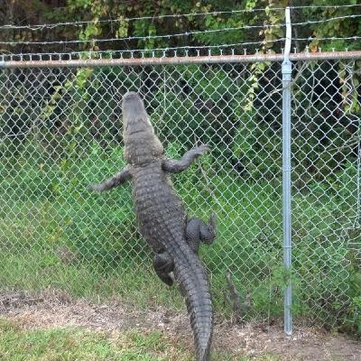 Denverb Chain Link Fence 36 Live