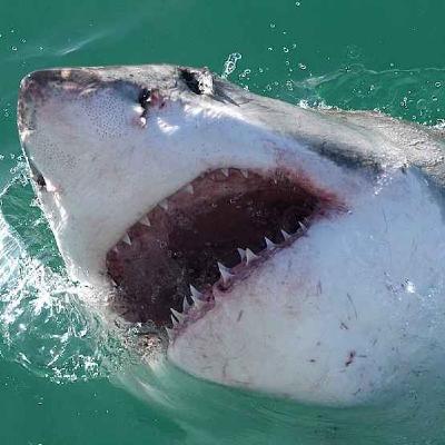 Terrifying Shark Attacks - The Stories of Omar Conger (1984) and Shirley Ann Durdin (1985) Terrifying Shark Attacks - The Stories of Omar Conger (1984) and Shirley Ann Durdin (1985)
