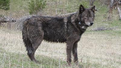 Trump Administration Revises Endangered Species Act