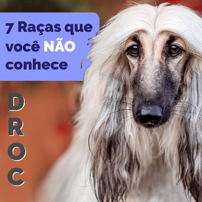 7 Raças de Cachorro que Você NÃO conhece 7 Raças de Cachorro que Você NÃO conhece