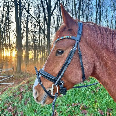 #405 Weihnachten im Stall: Schwarzwald trifft Festhalle