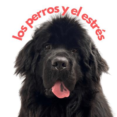 ¿Tu perro puede ayudarte a bajar el estrés? Siiiiiiiii ¿Tu perro puede ayudarte a bajar el estrés? Siiiiiiiii
