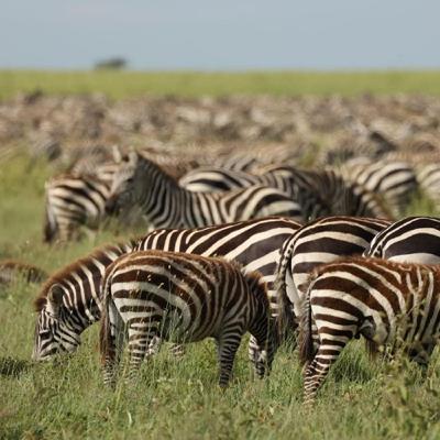 EP25【玩自然】非洲塞倫蓋提大草原：獅、象、水牛、豹、犀牛