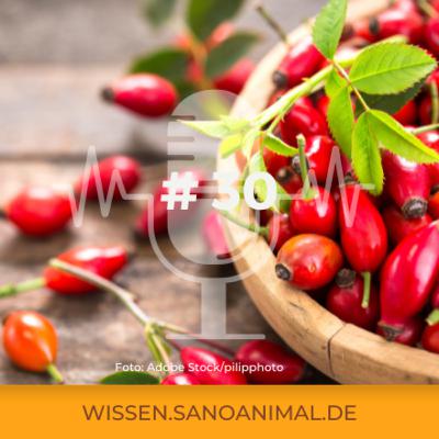 Sanoanimal Podcast #30 Leckerlis – do’s and dont’s der Belohnung bei Pferden