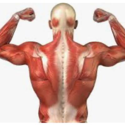 Contração muscular