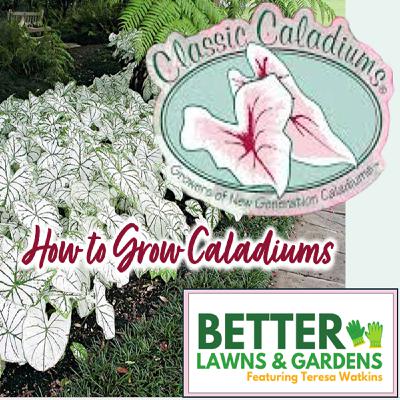 S2 Ep370: Better Lawns and Gardens - Hour 2 How to Grow Caladiums July 12 2025