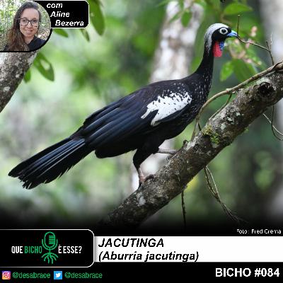 Bicho #084 - jacutinga (Aburria jacutinga)