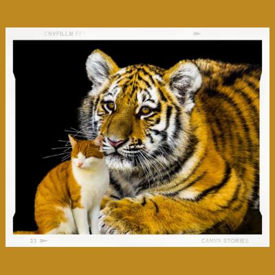 Harimau dan Kucing
