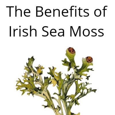 The Benefits of Irish Sea Moss The Benefits of Irish Sea Moss