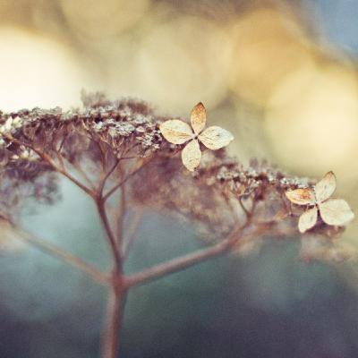 Winter Musings