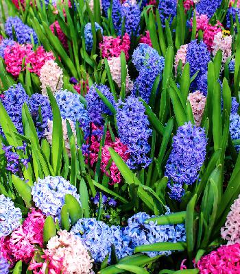 Secret Life of Hyacinth Secret Life of Hyacinth