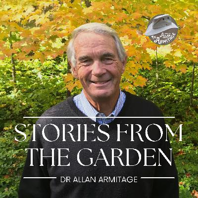 Dr. A's Top Picks for the Garden: Naked Ladies