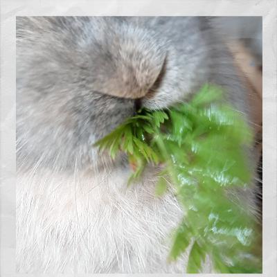 Fellwechsel bei Kaninchen🥕🐰