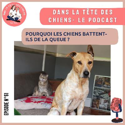 Pourquoi les chiens battent-ils de la queue ?