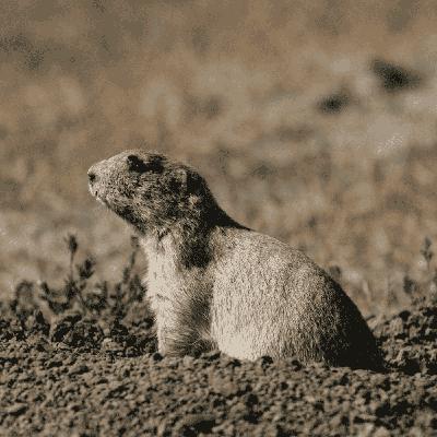 Episode 168: American Prairie’s Sean Gerrity on the Art of Thinking Bigger to Rewild the Planet Episode 168: American Prairie’s Sean Gerrity on the Art of Thinking Bigger to Rewild the Planet