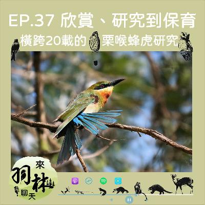 來羽林聊天 EP.37 橫跨20多年的栗喉蜂虎生態研究/合作生殖？托卵寄生？貴圈真亂！XD ft. 張瀚柏 台大森林所博士生
