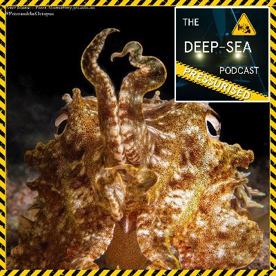 PRESSURISED: 064 – Cephstravanganza with Professor Kat Bolstad