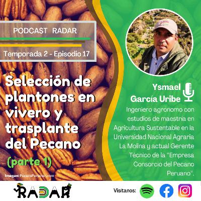 Episodio 17: Selección de plantones en vivero y trasplante de pecano