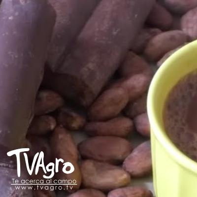 Cacao agroecológico en el Meta Mujeres lideran la transición sostenible - TvAgro por Juan Gonzalo Cacao agroecológico en el Meta Mujeres lideran la transición sostenible - TvAgro por Juan Gonzalo