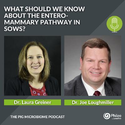 #SHORTS: what should we know about the entero-mammary pathway in sows?