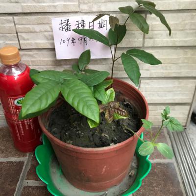 Learning ㄅㄆㄇ