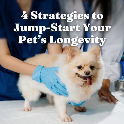 Four Strategies to Jumpstart Your Pet’s Longevity for Dogs, Cats, Pet Parents Four Strategies to Jumpstart Your Pet’s Longevity for Dogs, Cats, Pet Parents