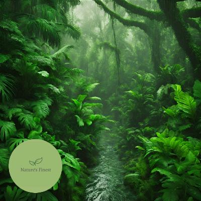 Heavy Tropical Rain | Sleep Sounds 12 Hours Heavy Tropical Rain | Sleep Sounds 12 Hours