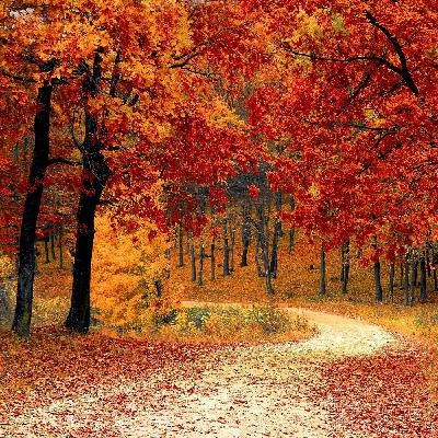 Morgenlicht im Wald - Motiv